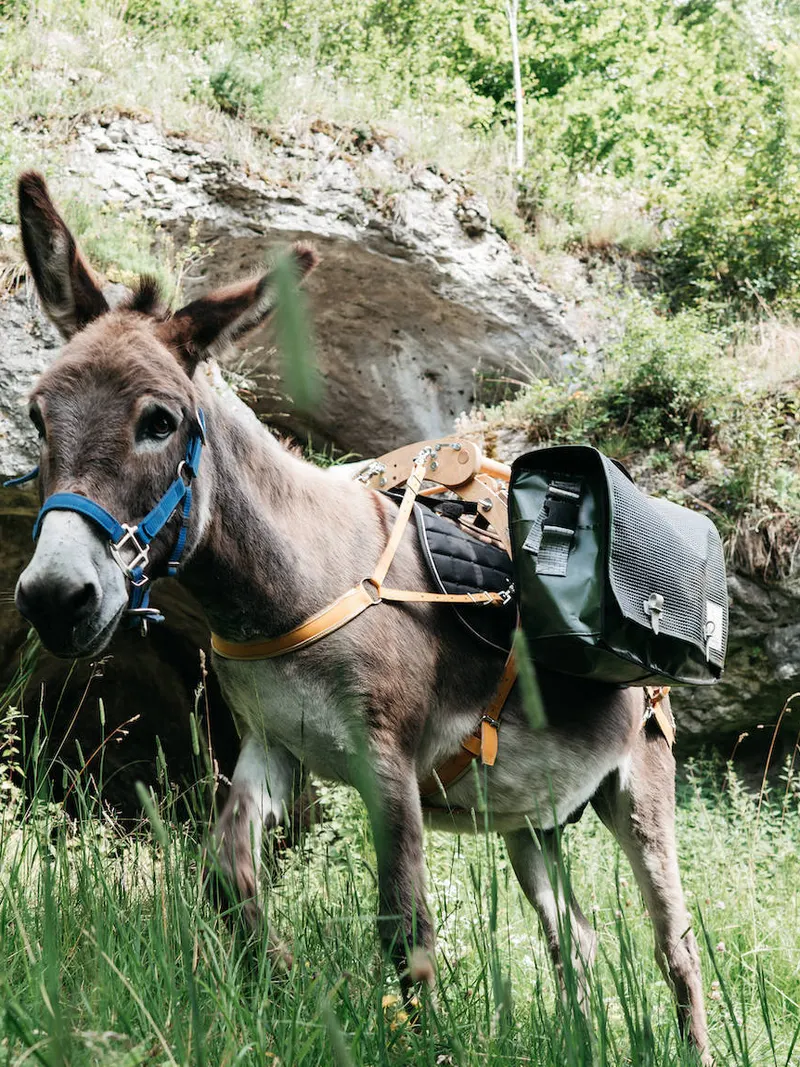 Esel mit Halfter und Packtaschen vor einem Felsüberhang