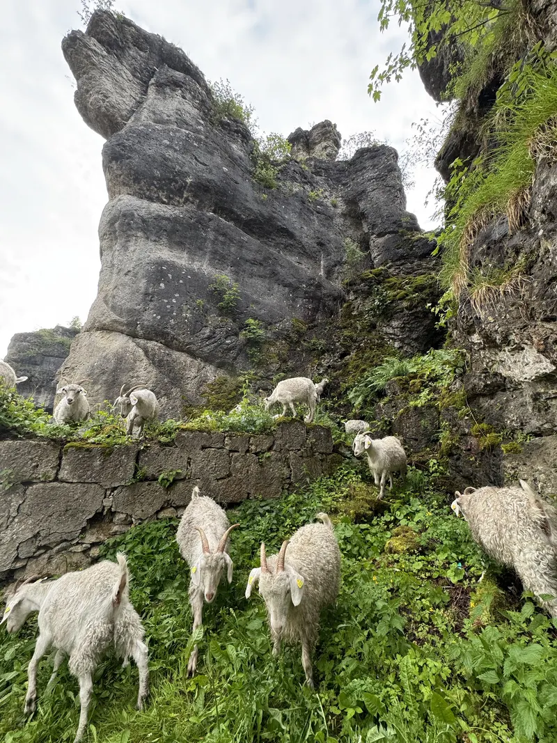 Angoraziegen klettern an Felsen und einer Trockenmauer in der Fränkischen Schweiz
