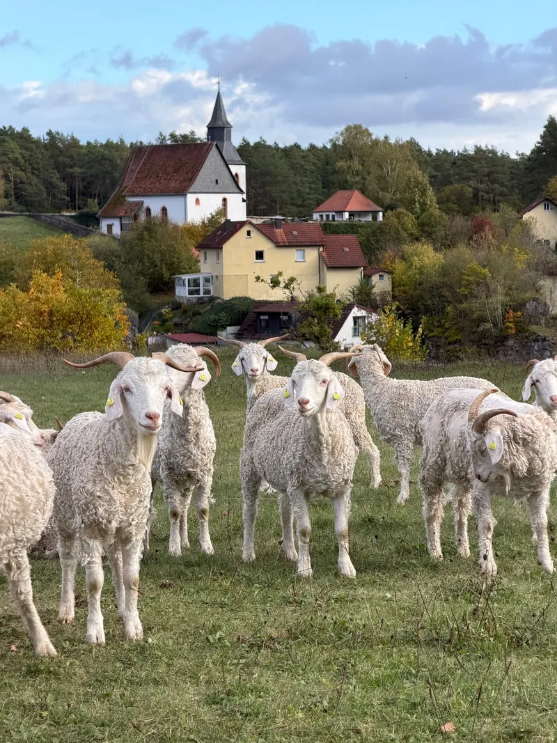Herde weißer Angoraziegen auf der Weide, dahinter eine Kirche und Häuser